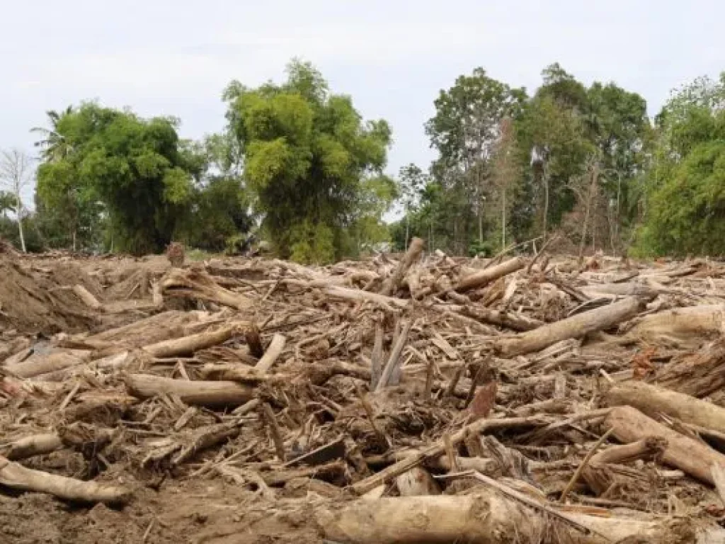 Tumpukan kayu pasca bencana banjir dan hidrometerologi di Desa Blang Cut, Kecamatan Meurah Dua, Kabupaten Pidie Jaya.